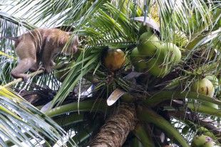 indokarydo_olivemagazine.gr