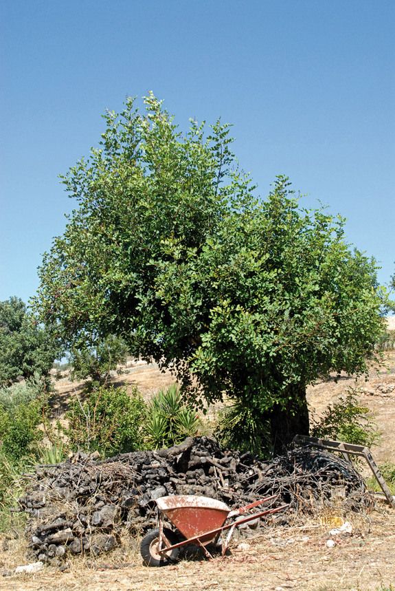 xaroupia2_olivemagazine.gr