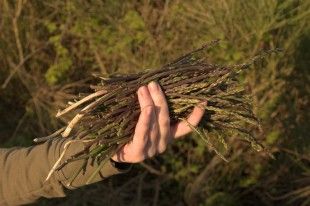 shutterstock_1225214