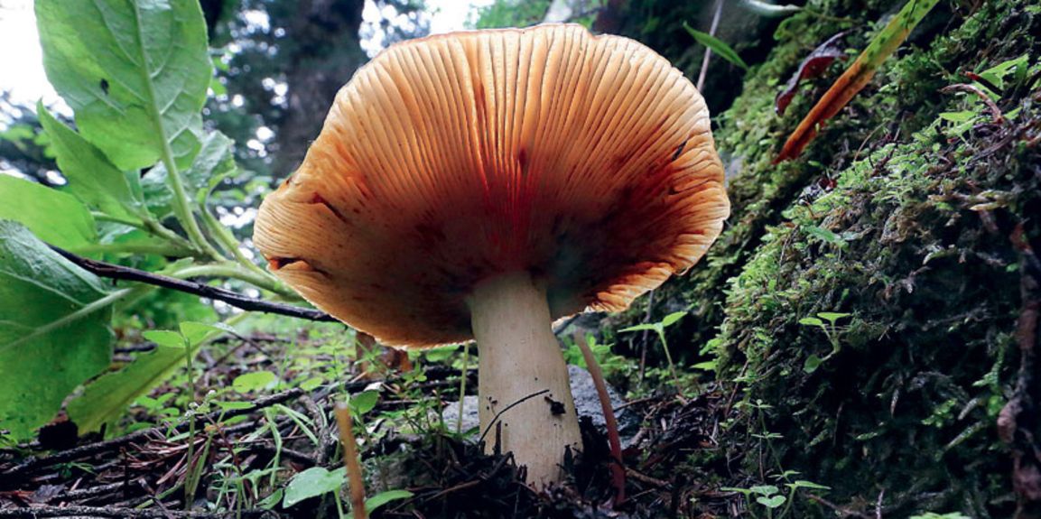 INDIA FEATURE PACKAGE VALLEY OF FLOWERS