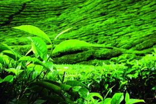 shutterstock_8043241