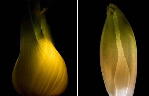 original_fennel.endive