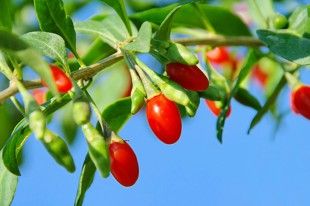 goji berry