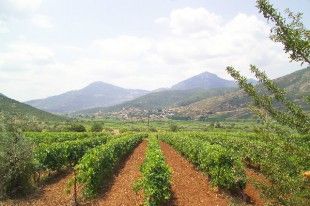 Zaharias ampelonesedited