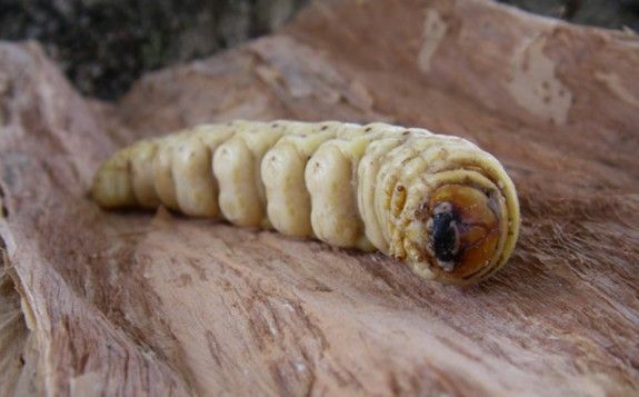 WitchettyGrub