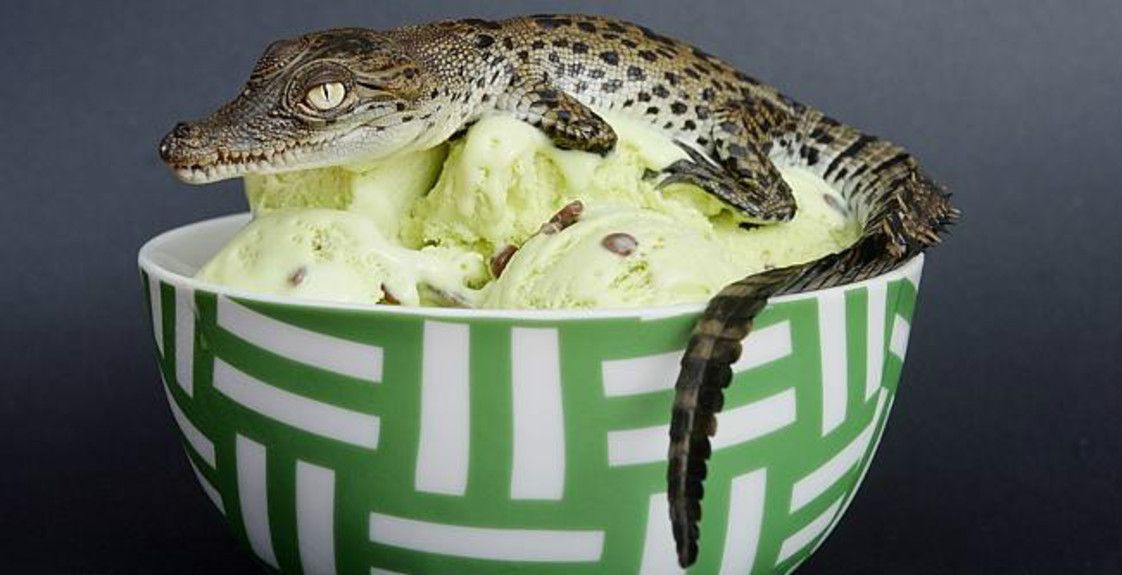 crocodile icecreamedited