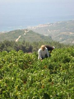 ΕΑΣΣ_Καλλιέργειαedited