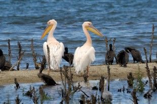 Ροδοπελεκάνοι-&-κορμοράνοι