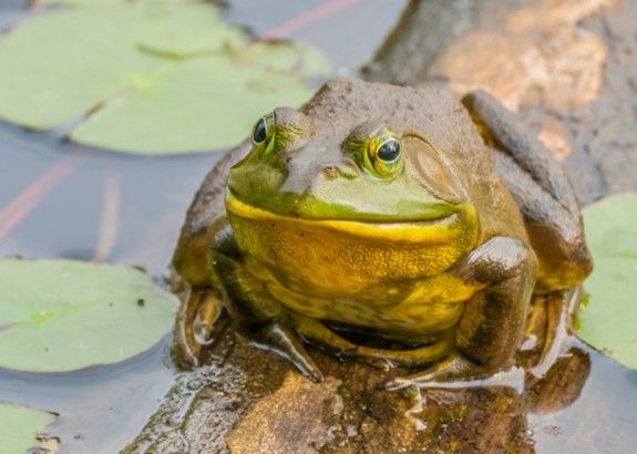 afrikanikos_vatraxos_236443930