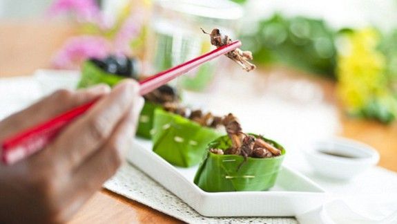 eating-insects