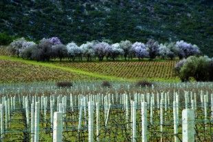 Photo_Mantinia (4)edited