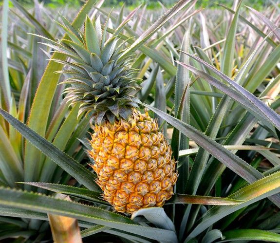 ananas_ANOIGMA