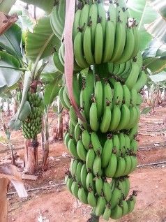 bananes-kritis-anoigma