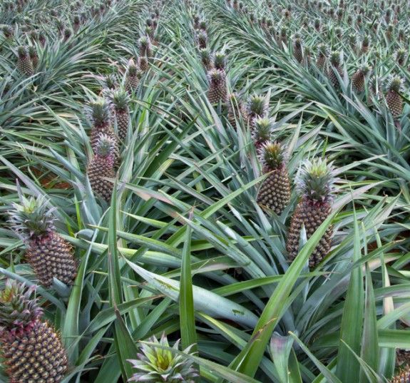 ananas anoigma