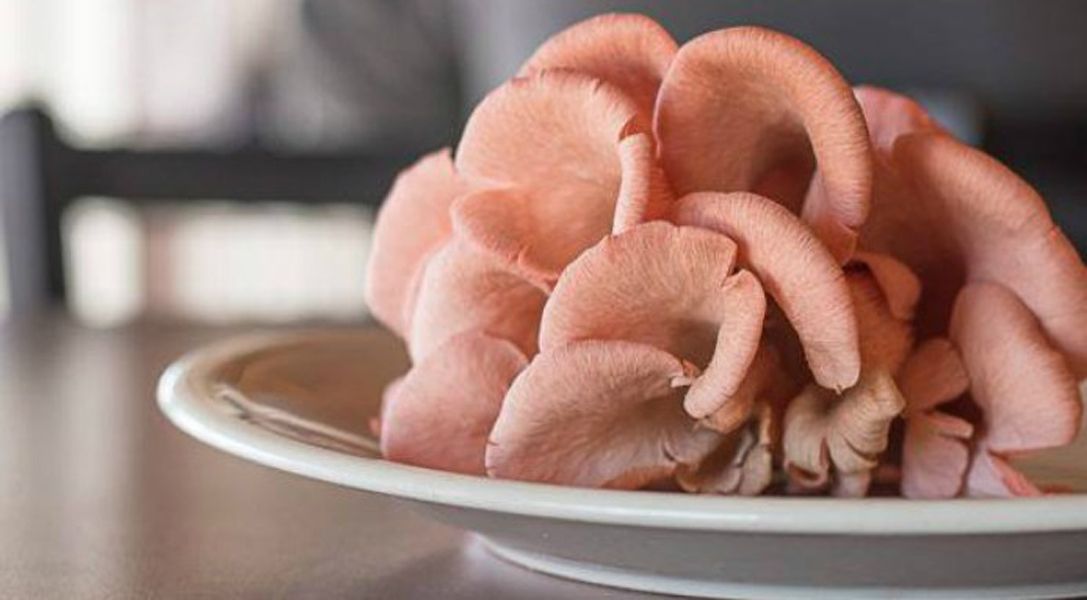 original_bacon-mushroom-anoigma