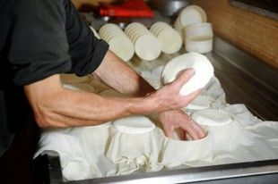 TYRI-GALA-GAIDOYRAS-ANOIGMA