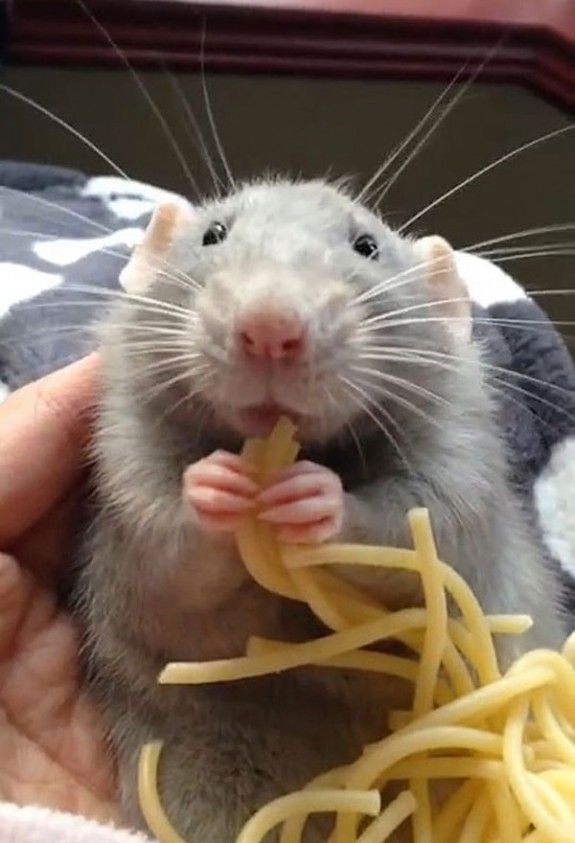 Spaghetti_rat_3463555n