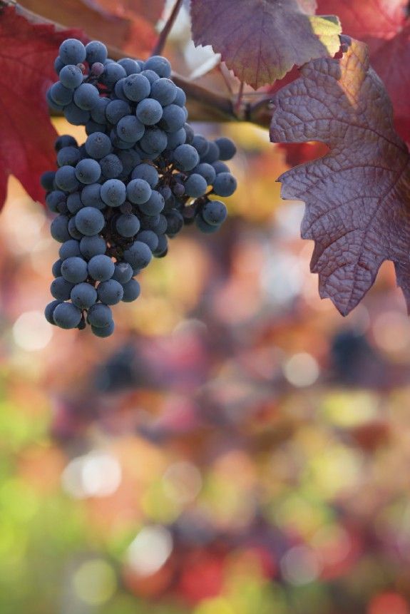 iStock_000002260092Mediumedited