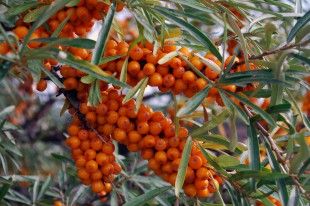 shutterstock_155116130