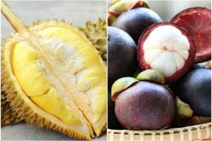 dourian-mangosteen-anoigma-