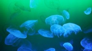 Είναι οι τσούχτρες το μελλοντικό θαλασσινό μας γεύμα;
