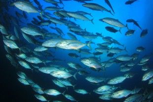 shutterstock_593029724 mikri