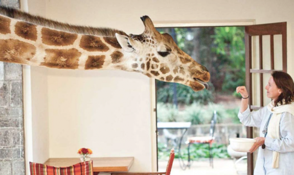 gallery-1508537027-delish-giraffe-manor