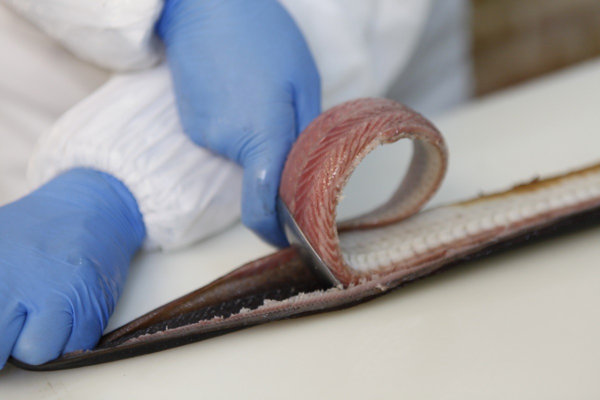 anoigma paragogos xeli