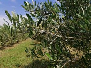 1ο Διεθνές Συνέδριο Επιτραπέζιας Ελιάς: Η θεματολογία (μέρος 2ο)