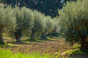 1o διεθνές συνέδριο για την επιτραπέζια ελιά