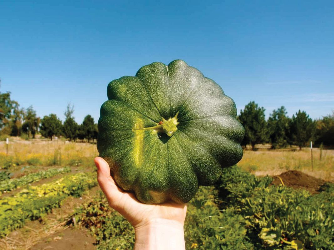 Eastern-WA-Patty-Pan