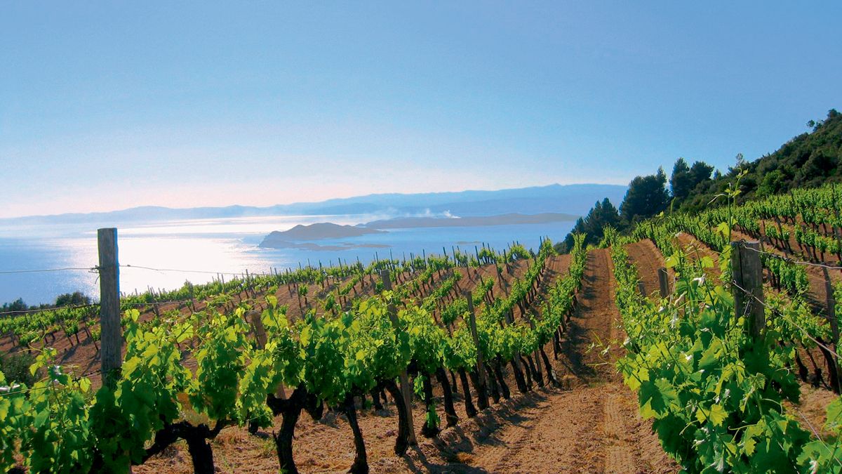 20181109184046_ampelia