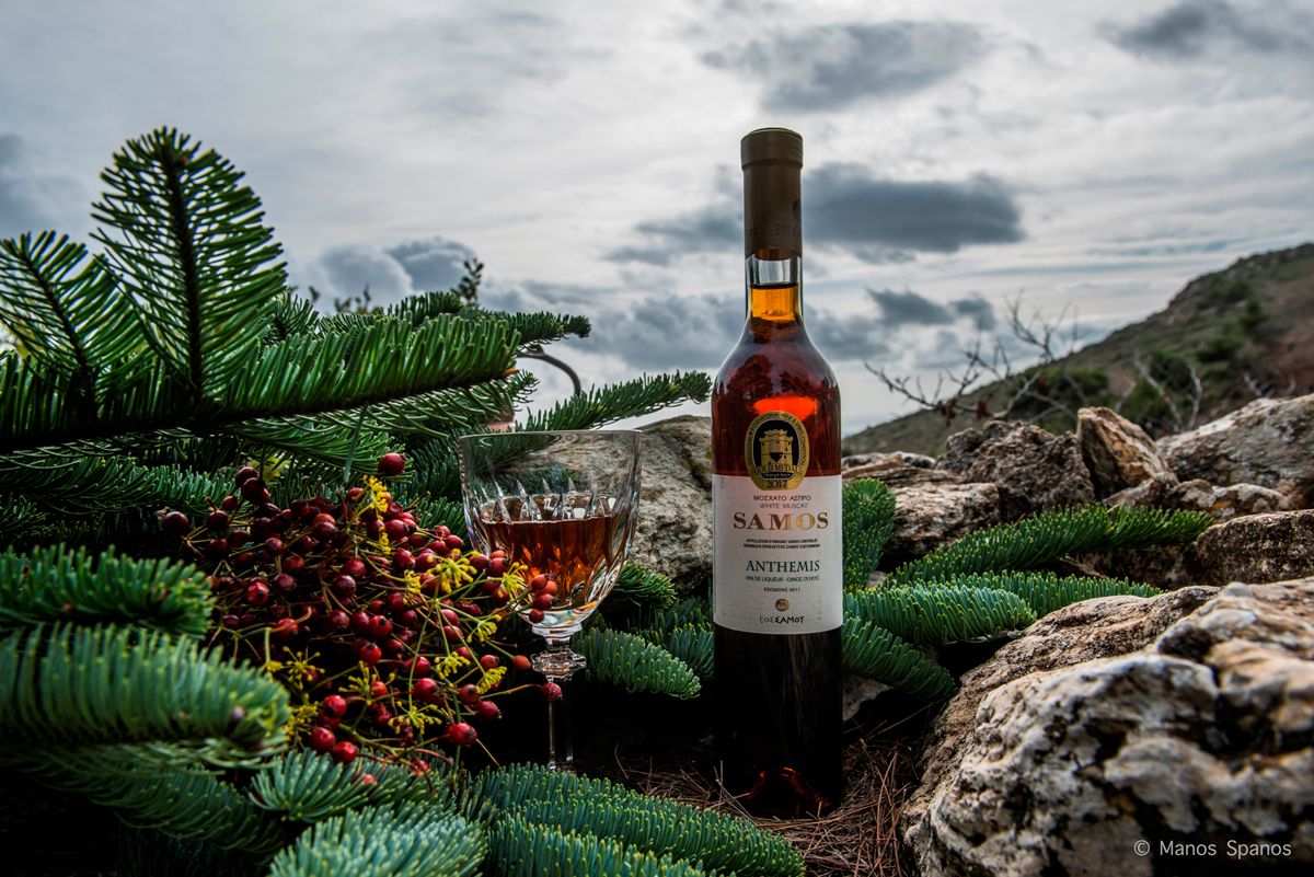 20181211173318_Anthemis