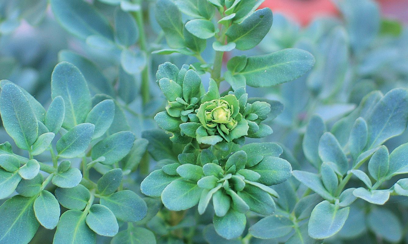 20181228182703_votano