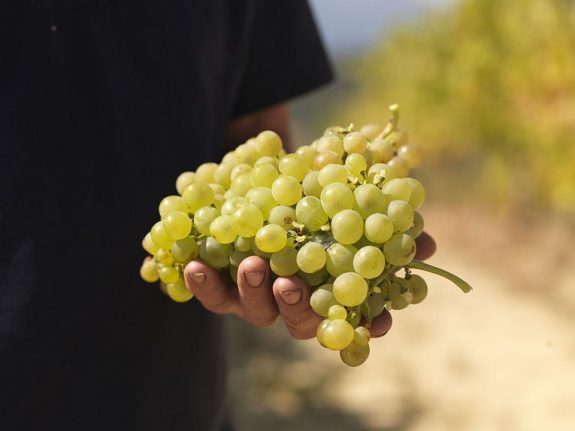 20190125180522_WINE CLUB – Αττική