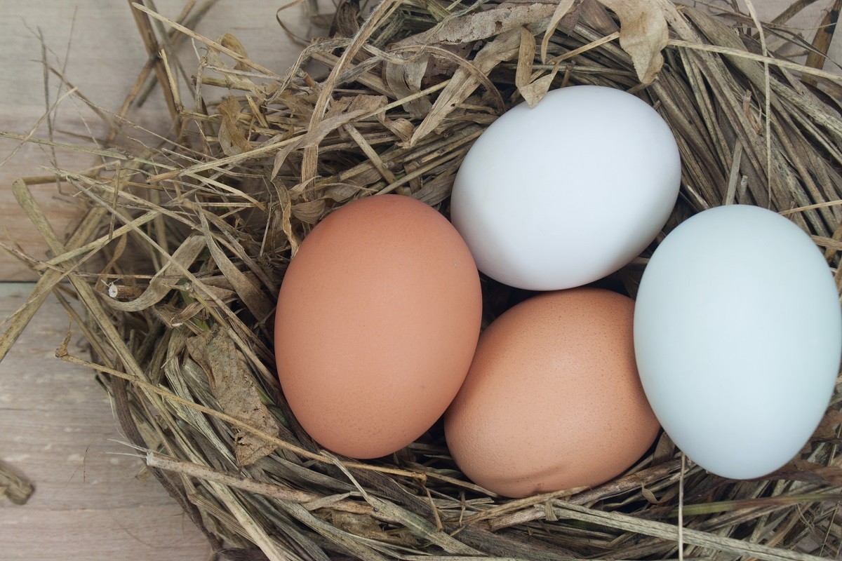 still life eggs. Eggs, three eggs in the nest of dry grass. Old wooden floors.
