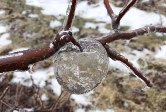 20190213165416_apples-1549908912