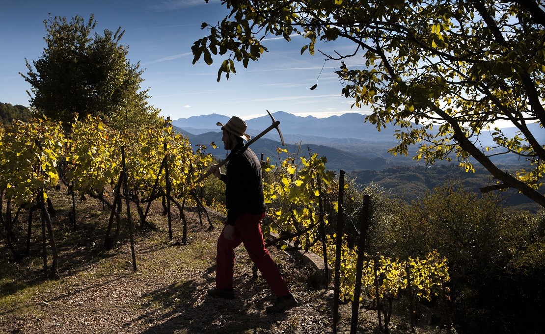 WINE CLUB – Τα κρασιά των ορεινών αμπελώνων