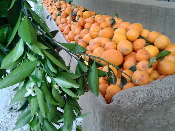 12790997_471355573057808_892861615359554605_n