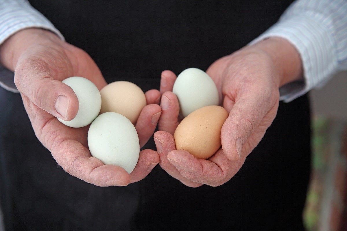 Organic Araucana eggs