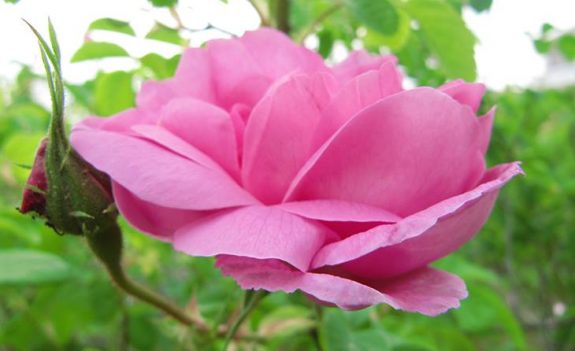 57308613_273756030174346_2275084072642412544_n