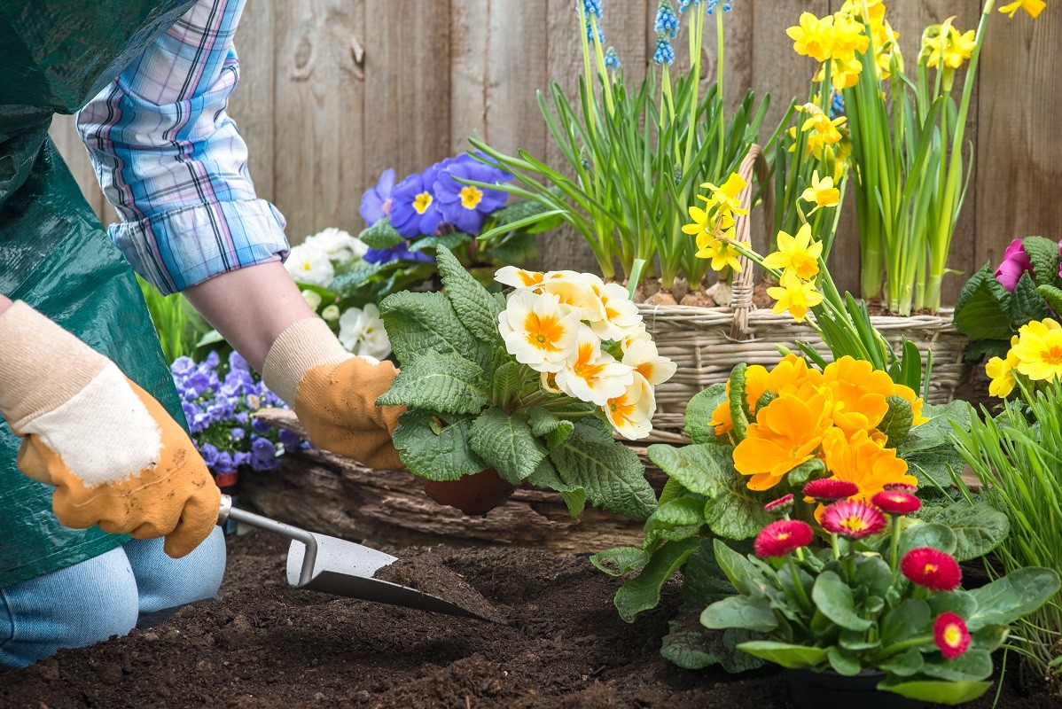 Gardener planting flowers