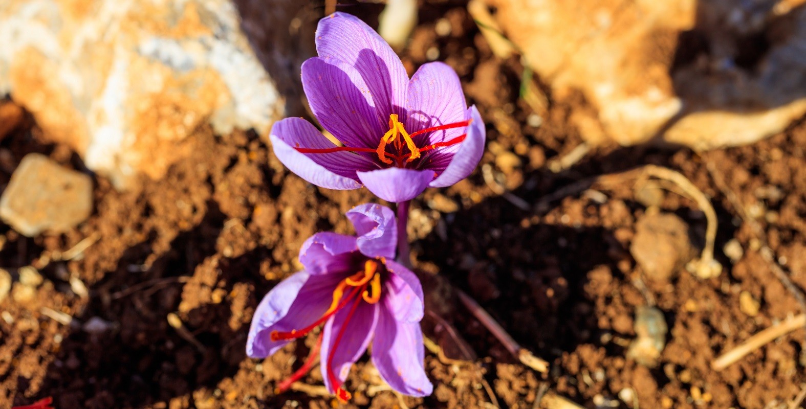 Close up of saffron flowers in a field at autumn
