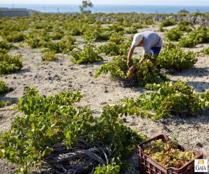 Gaia Wines: Μια οινική διαδρομή που μετρά 25 χρόνια και 160 διεθνείς διακρίσεις