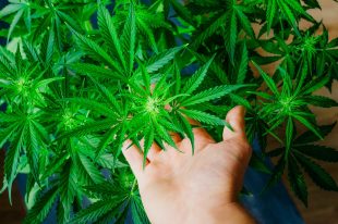 Growing indoor cultivation. Cannabis flowers. Medical cannabis and legalization of marijuana. Planting weed. Top view. Green background. Marijuana leaves. Marihuana plants close up.