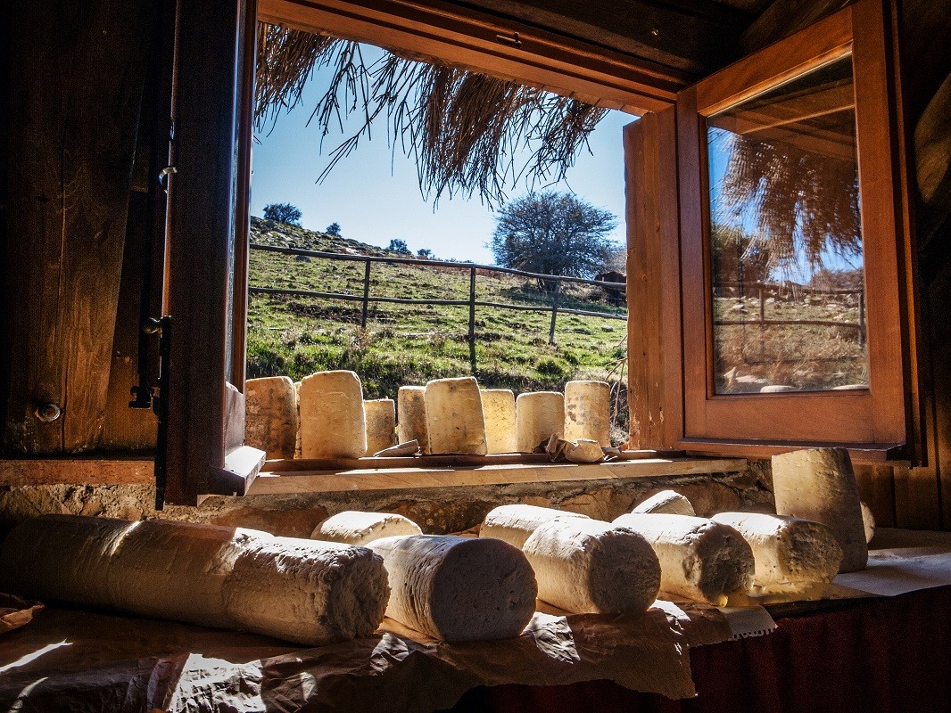 cheeses in the balcony to dry