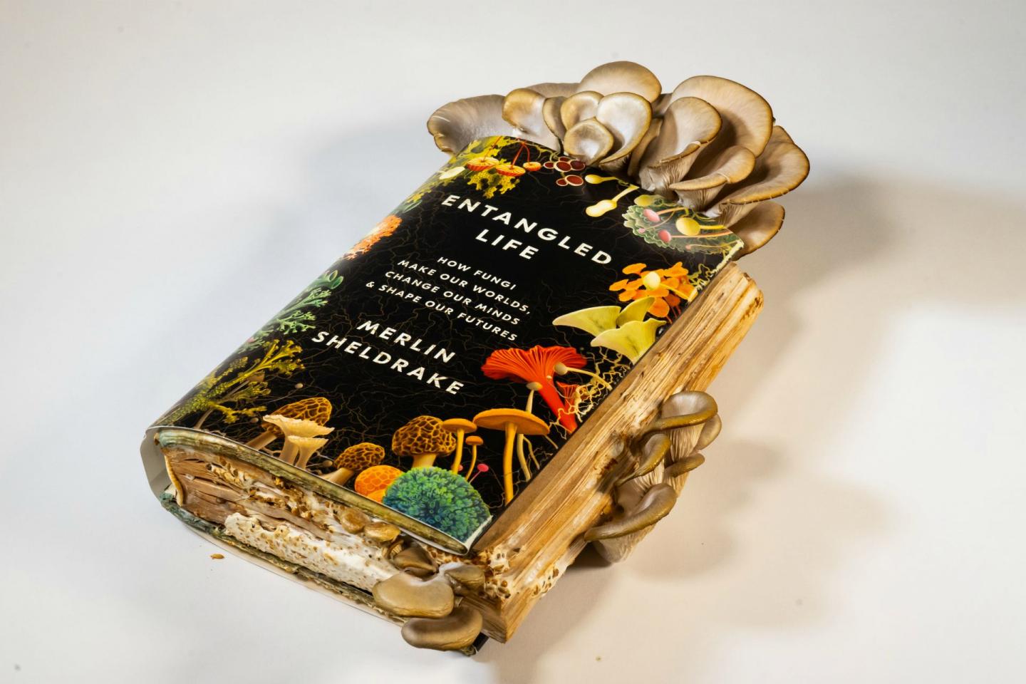 credit DRK Videography