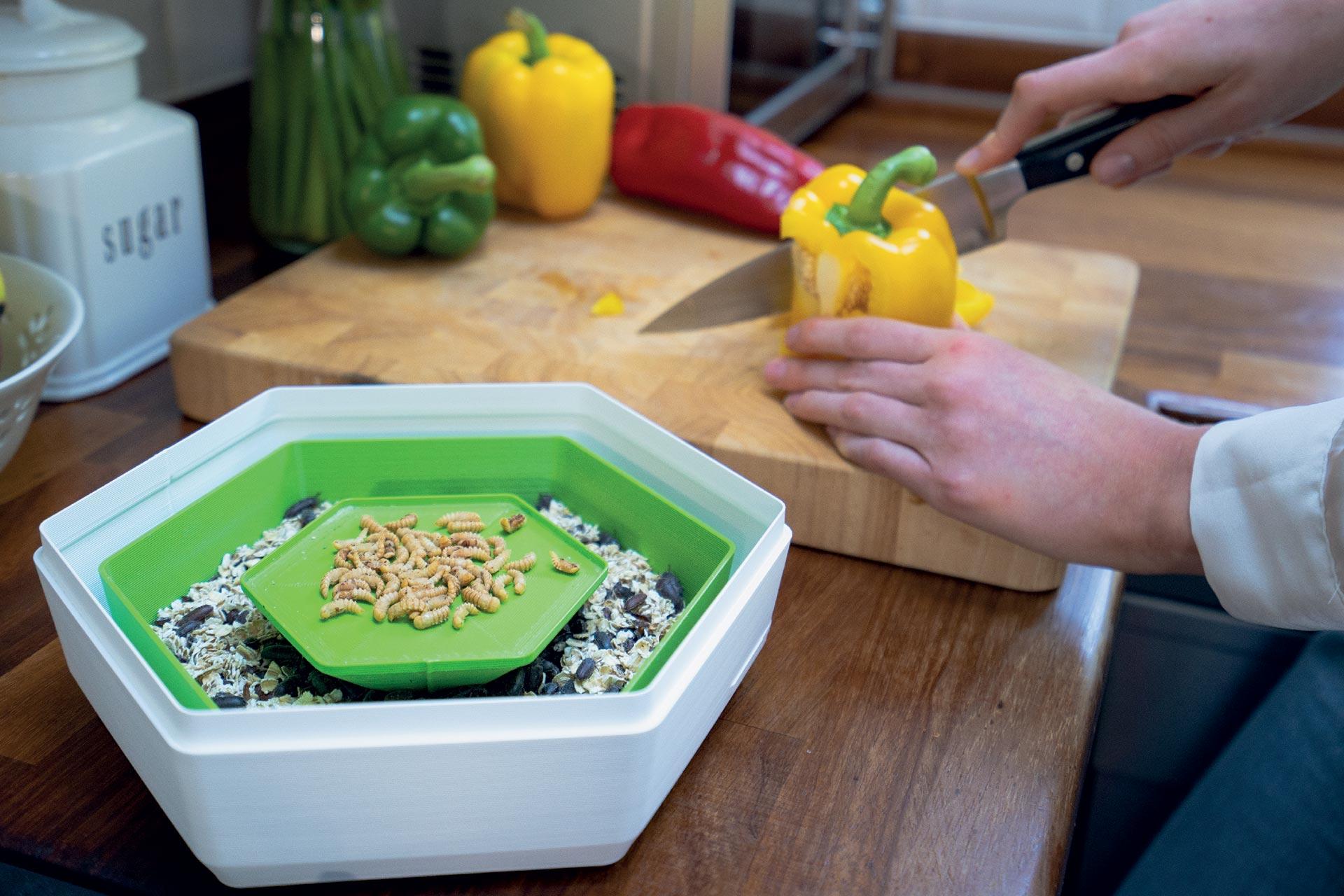 grow_your_own_insects©BeoBia