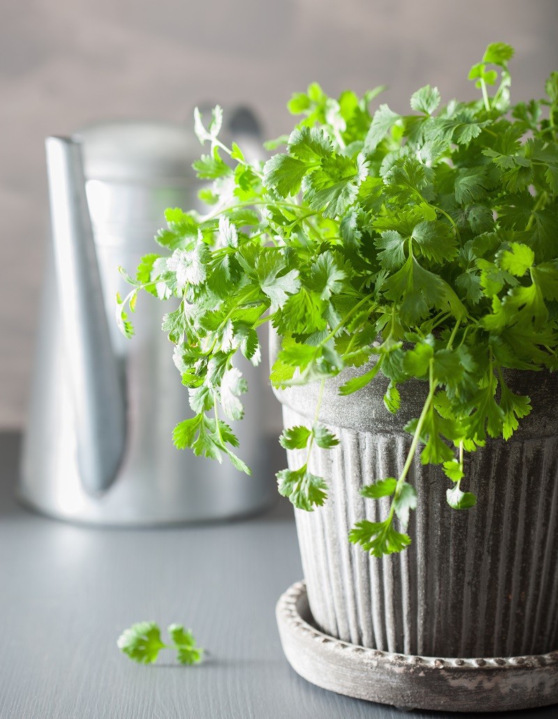 fresh cilantro herb in pot