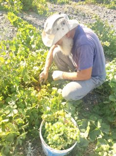 SANTO WINES HARVEST 2020 A